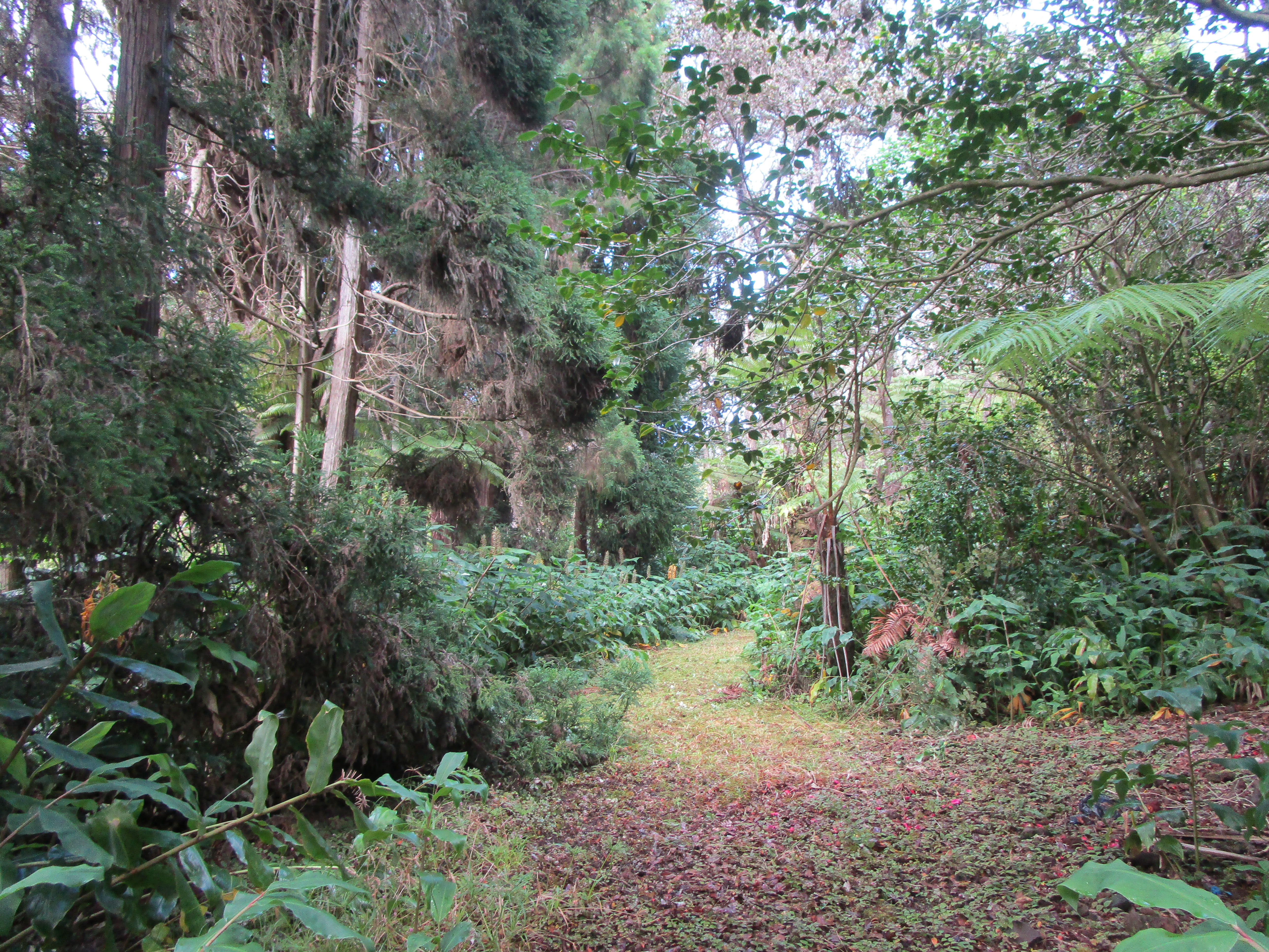 1 Alanui Iiwi Volcano, HI 96785 - Photo 17 of 22 a big yard with lots of green space and deers