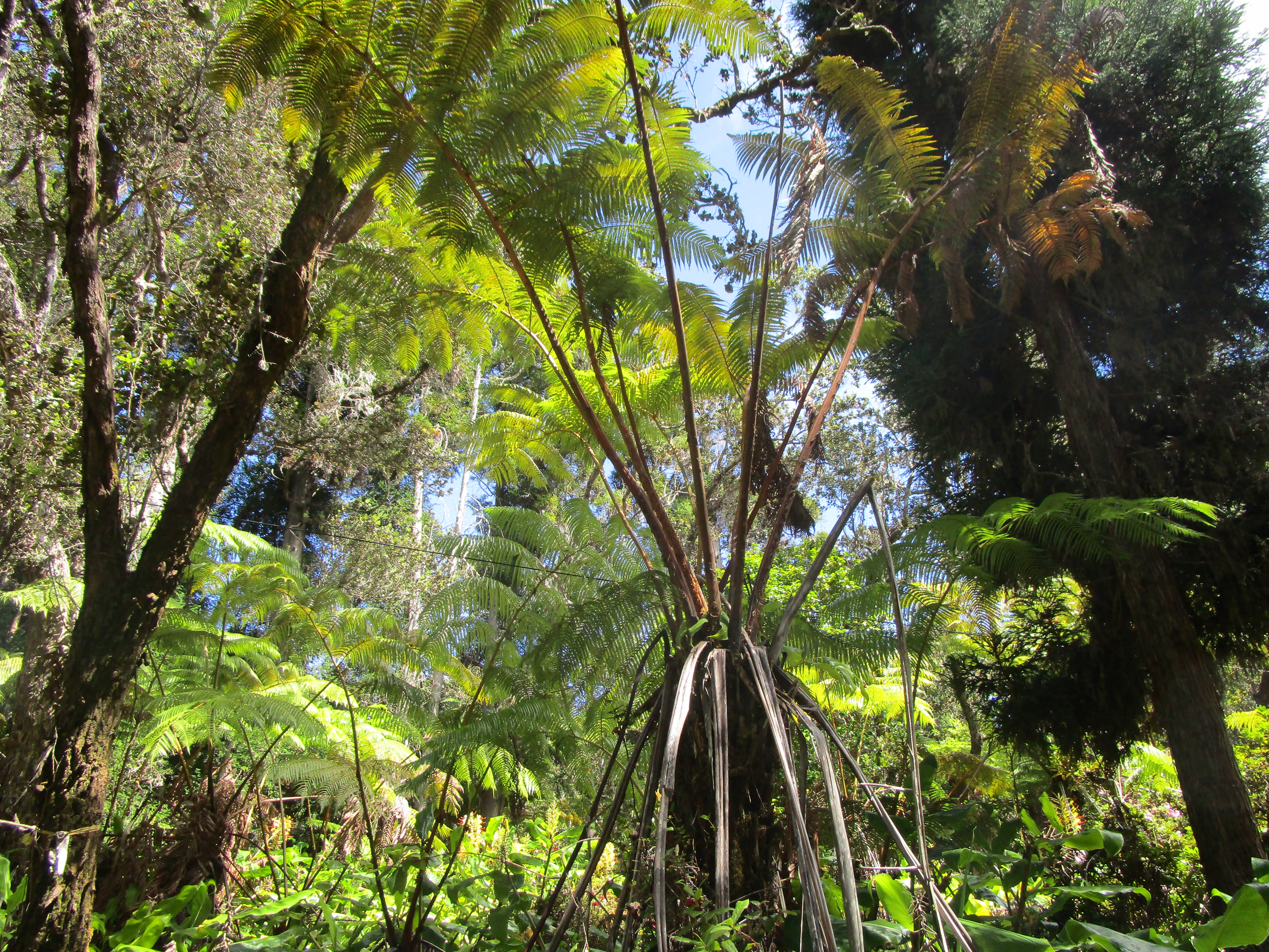 1 Alanui Iiwi Volcano, HI 96785 - Photo 19 of 22 a view of tree