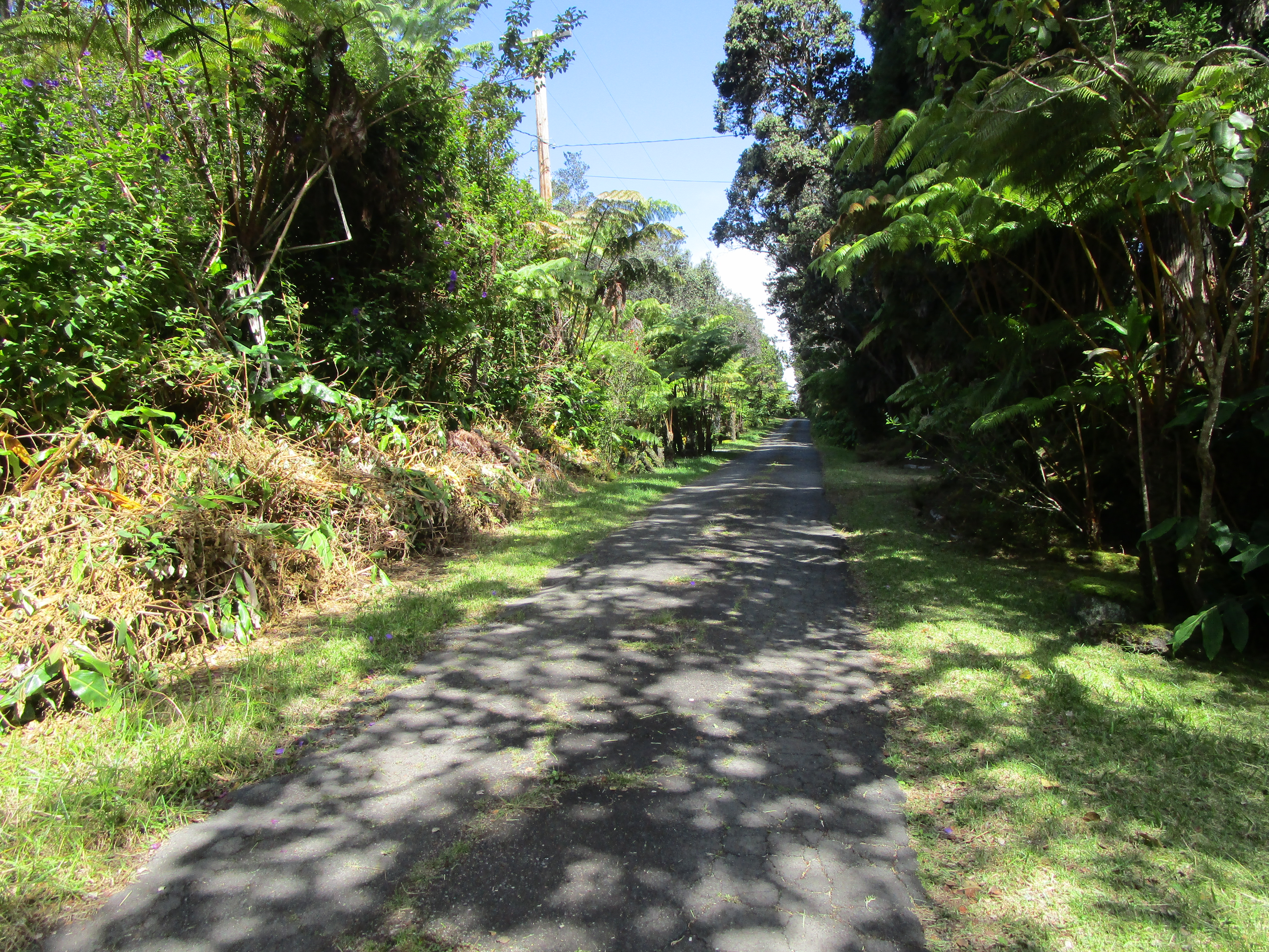1 Alanui Iiwi Volcano, HI 96785 - Photo 20 of 22 a view of a yard with plants and large trees
