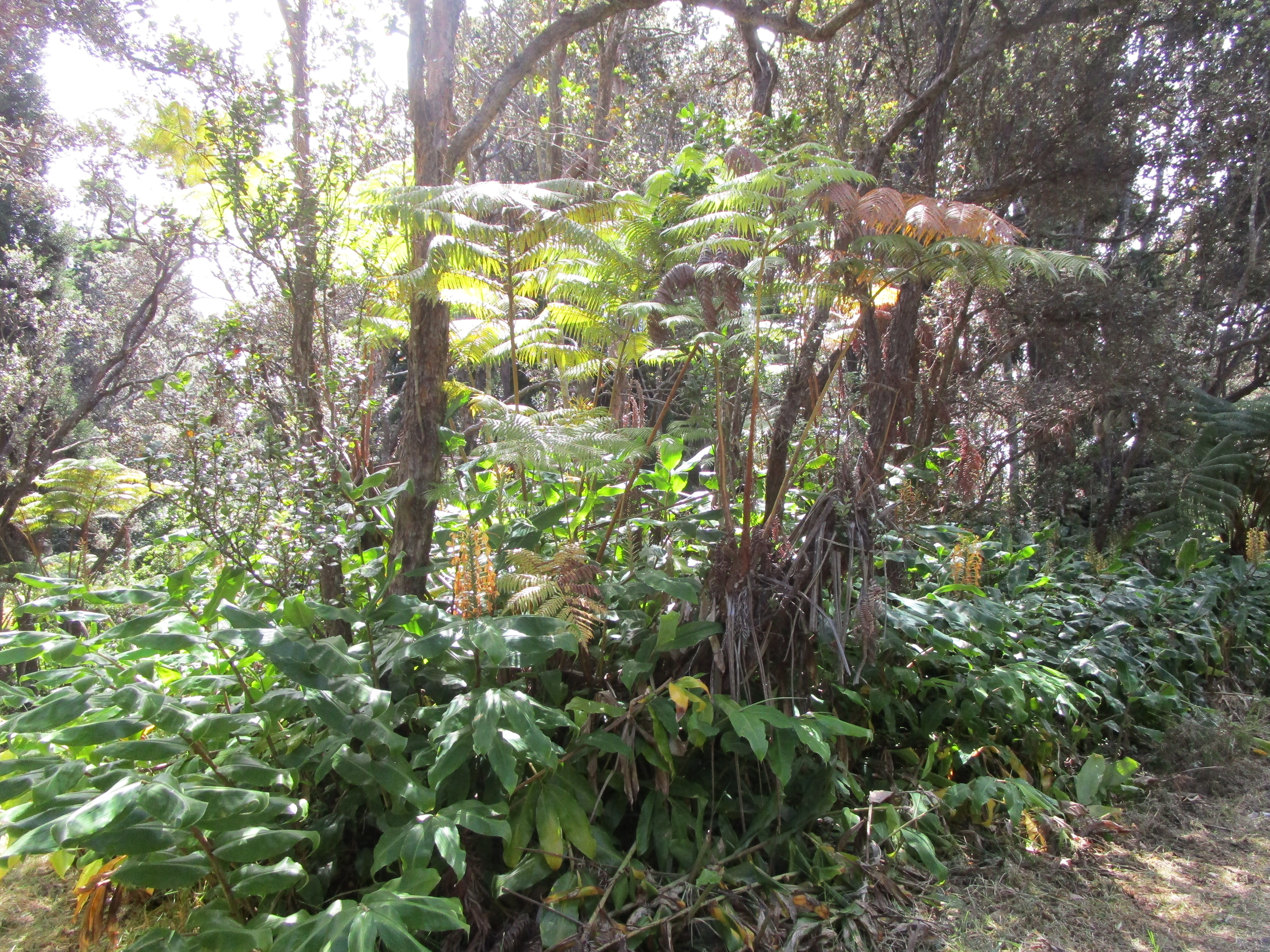 1 Alanui Iiwi Volcano, HI 96785 - Photo 21 of 22 a backyard of a house