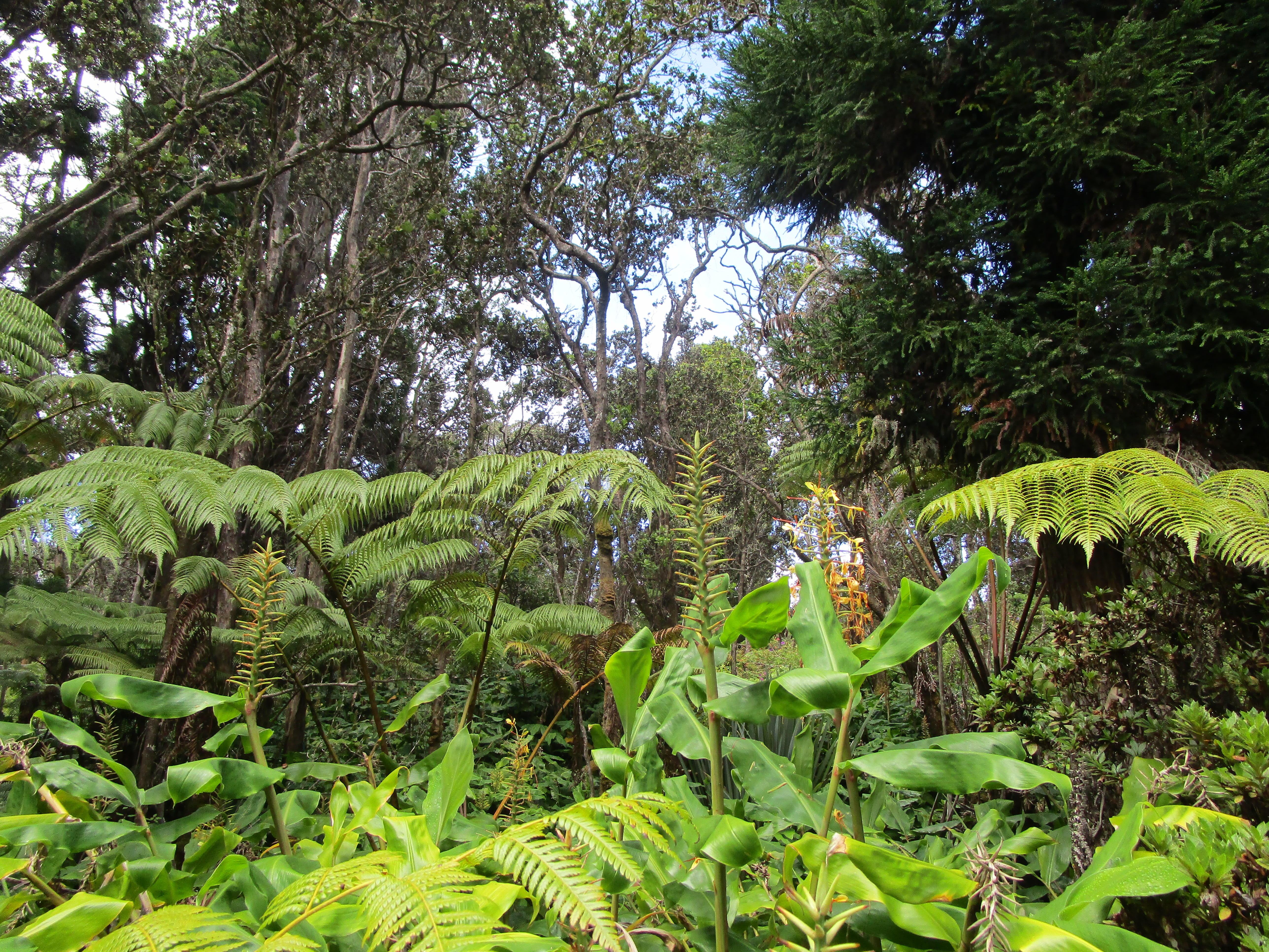 1 Alanui Iiwi Volcano, HI 96785 - Photo 10 of 22 a plant that is in a garden