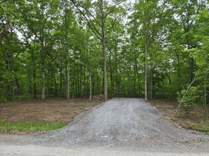 a view of a forest with trees in the background
