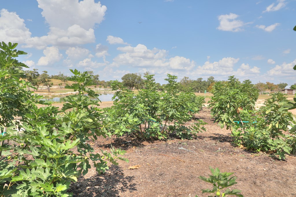 379 Inspiration Loop Comfort, TX 78013 - Photo 15 of 27 a view of a bunch of flowers in a garden