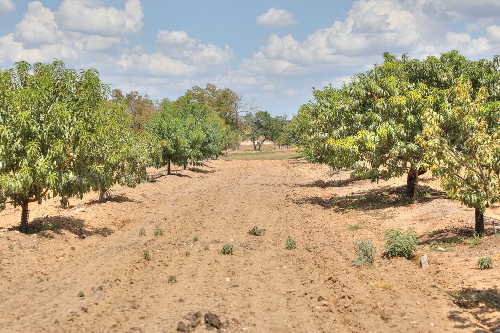 379 Inspiration Loop Comfort, TX 78013 - Photo 16 of 27 a view of a yard with trees