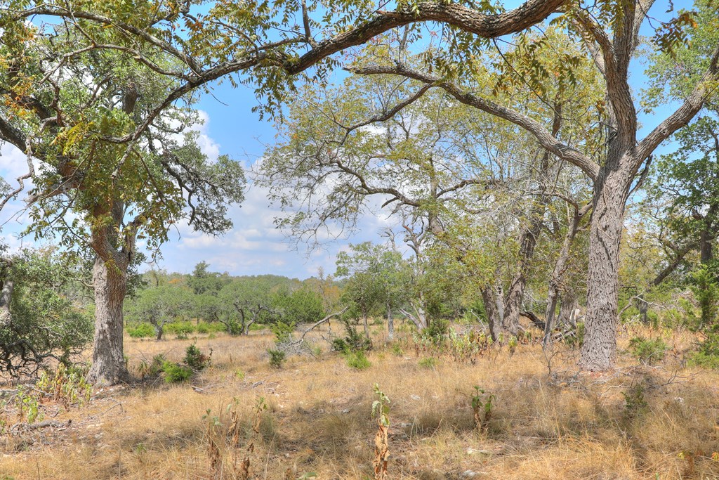 379 Inspiration Loop Comfort, TX 78013 - Photo 8 of 27 a backyard of a house with lots of green space