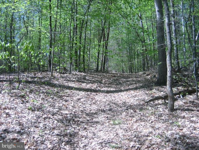 6542 Little Ox Road Fairfax Station, VA 22039 - Photo 26 of 30 a view of a yard with plants and trees