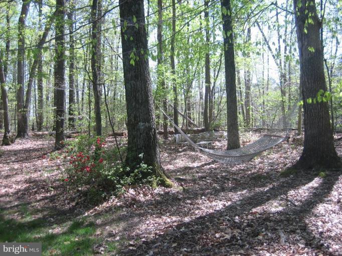 6542 Little Ox Road Fairfax Station, VA 22039 - Photo 30 of 30 a view of a forest that has large trees