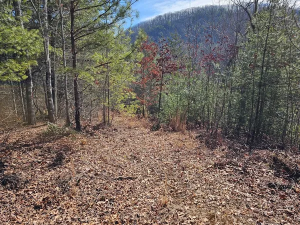 a view of a forest filled with trees