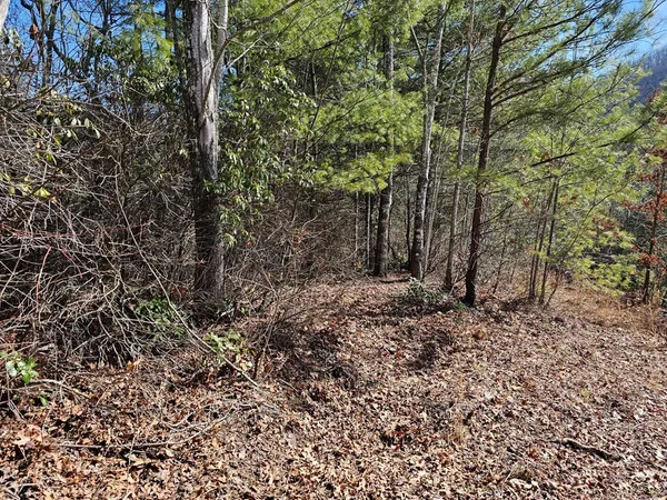 a view of a forest with trees