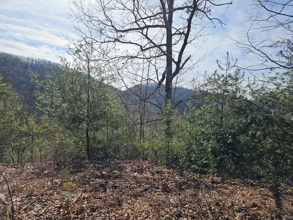 a view of a yard with a tree