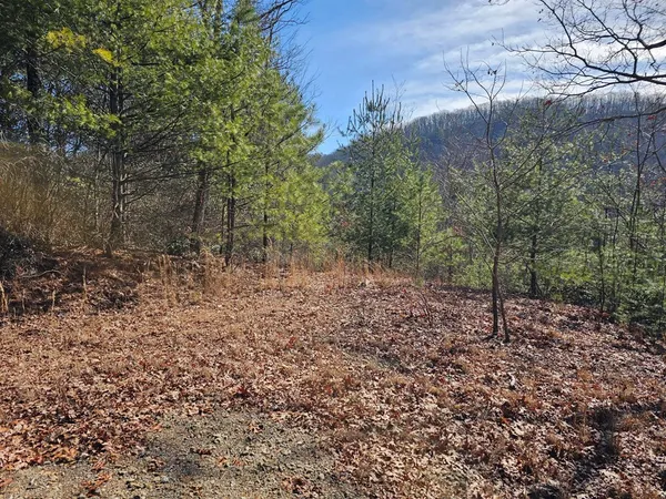 a view of a forest with trees in the background