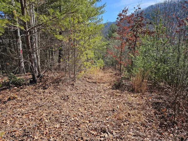 a view of a yard with large trees
