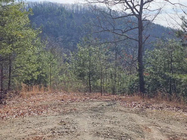a view of a forest with trees in the background