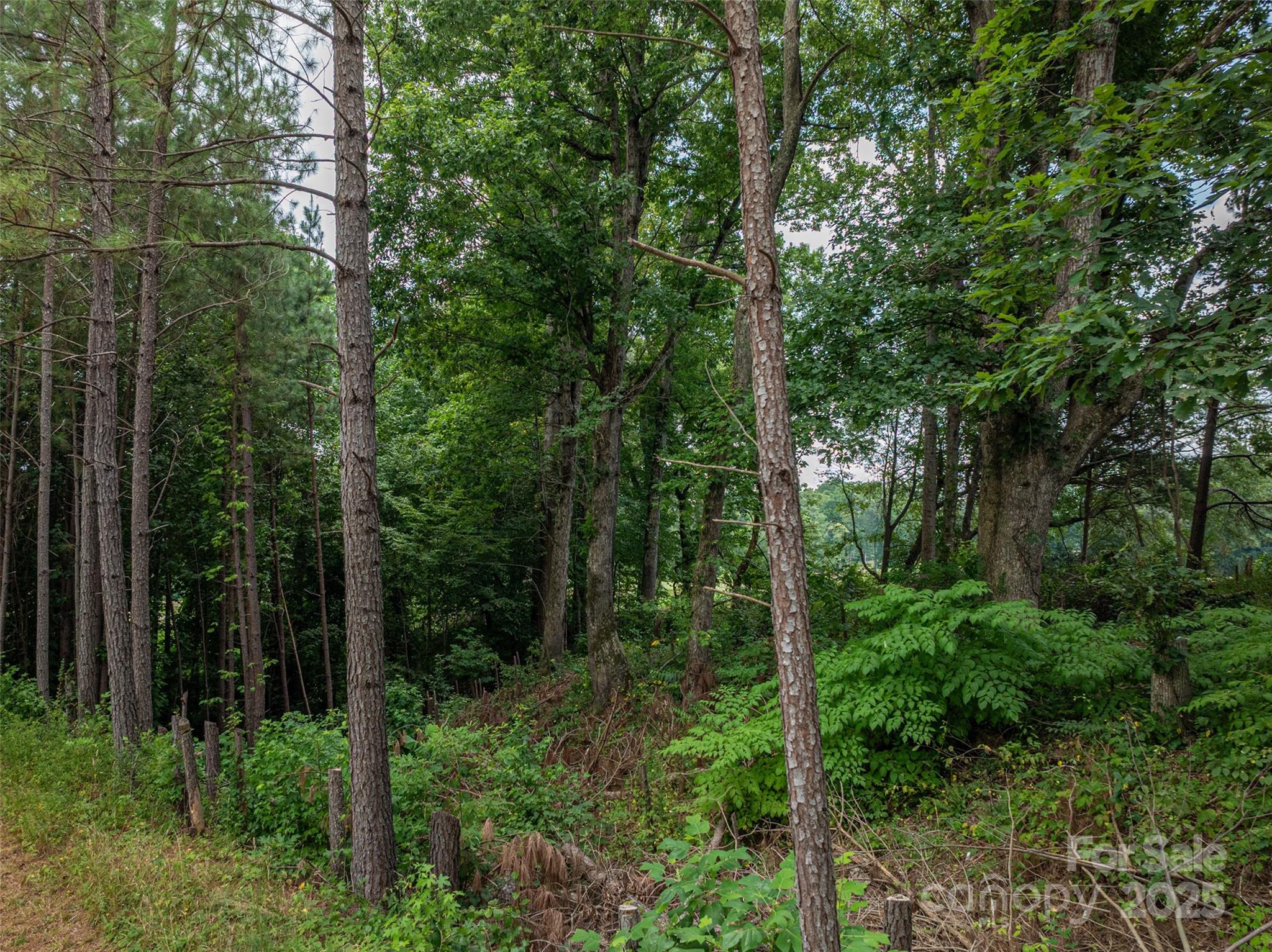 1008 Rocky Ridge Drive Cherryville, NC 28021 - Photo 6 of 22 a view of forest
