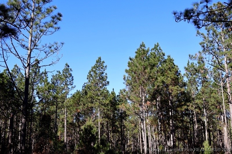 Stuarts Mill Road Rowland, NC 28383 - Photo 5 of 15