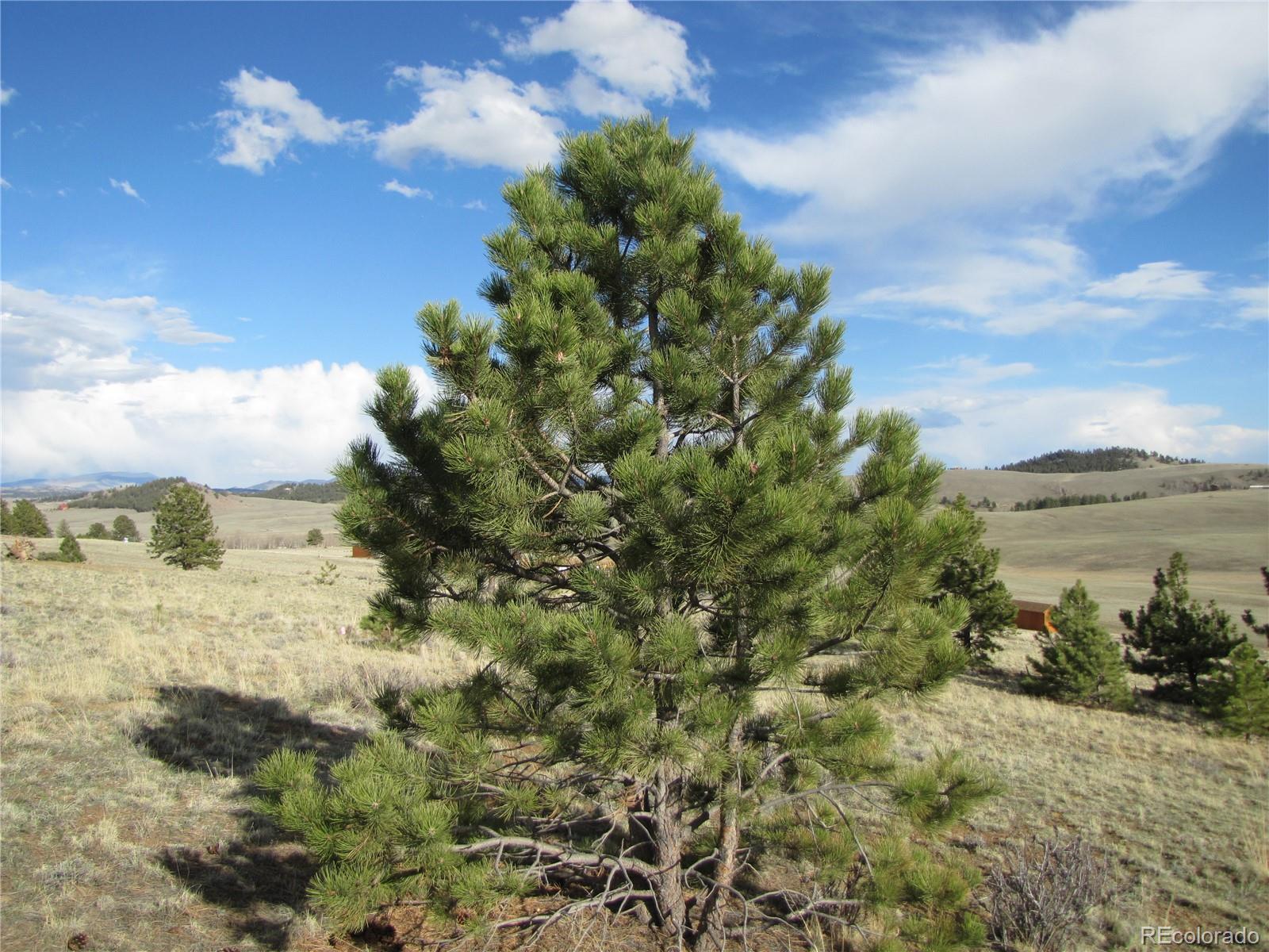 391 Wagon Wheel Road Hartsel, CO 80449 - Photo 8 of 12 Gallery Image 8