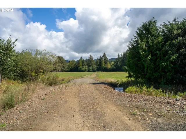 a view of a big yard with potted plants and large tree