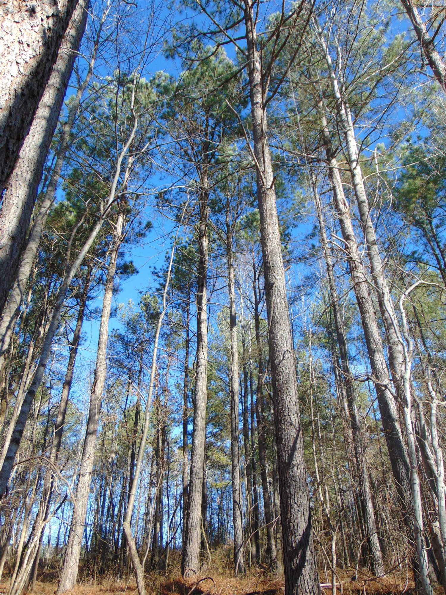 Carver Road Prospect Hill, NC 27314 - Photo 17 of 20 Photo 18