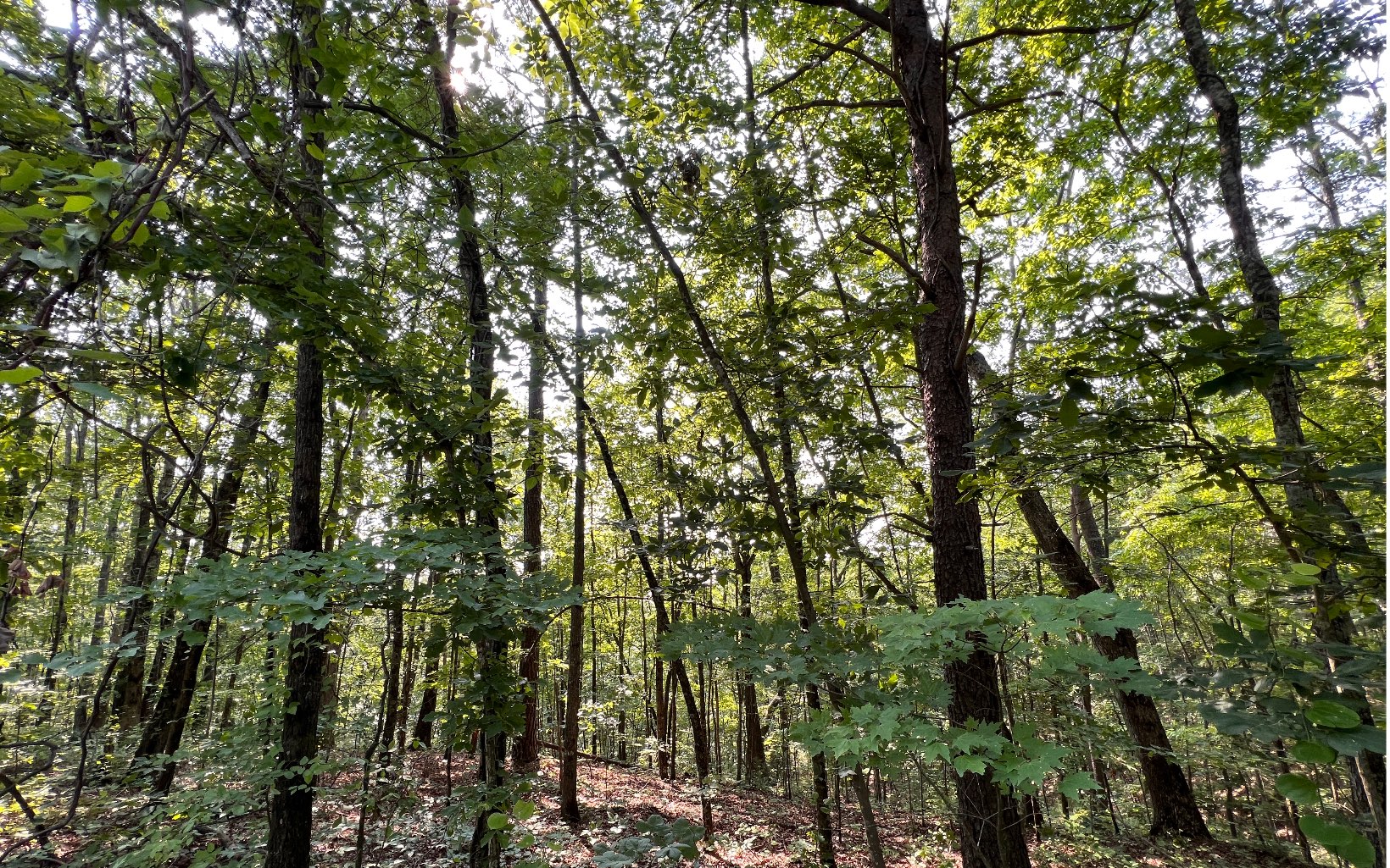 2 Raven Cliff Road Talking Rock, GA 30175 - Photo 2 of 15 Additional View