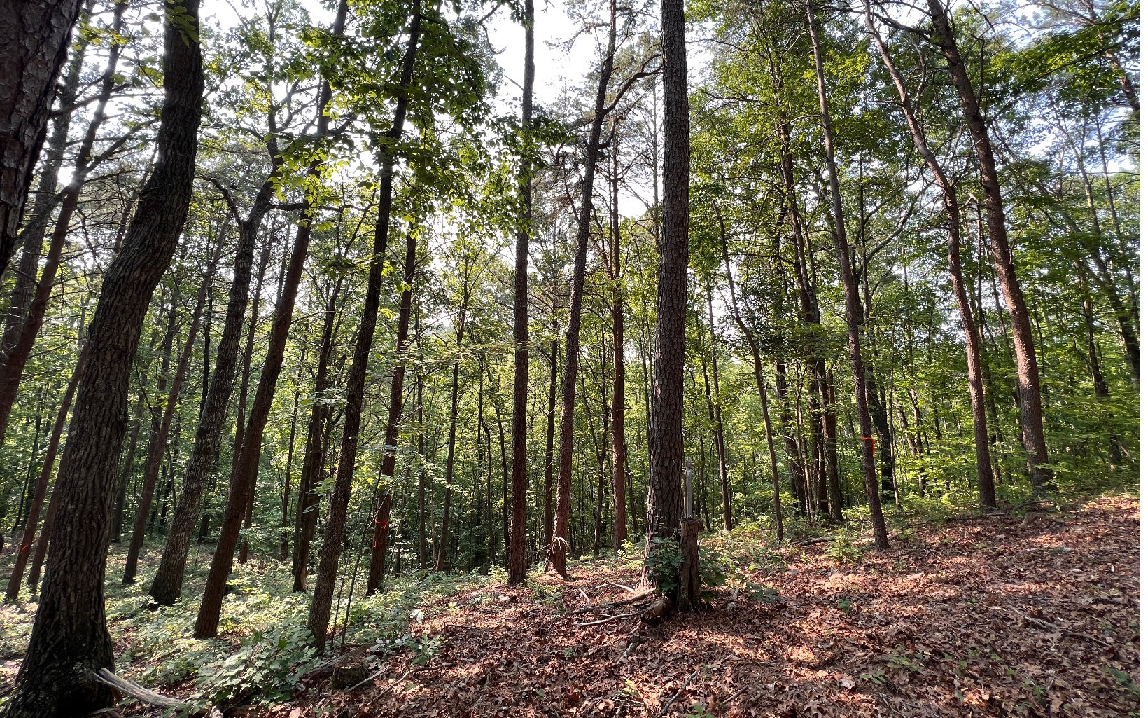 2 Raven Cliff Road Talking Rock, GA 30175 - Photo 4 of 15 Additional View