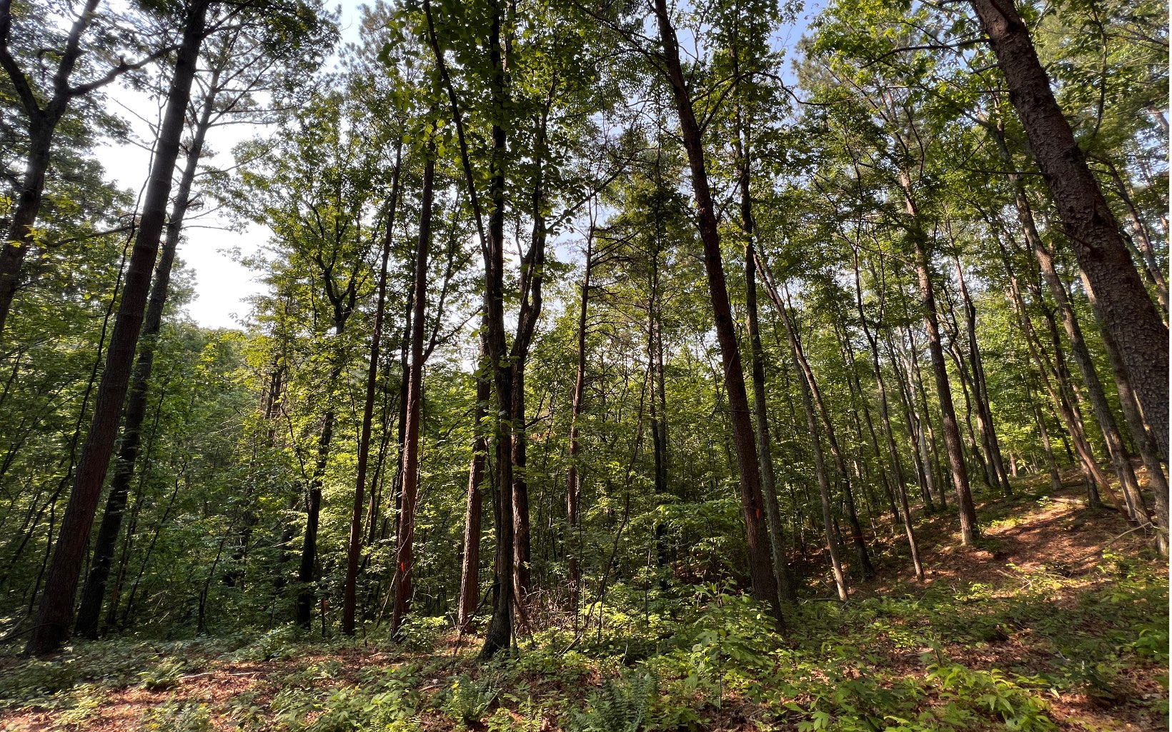 2 Raven Cliff Road Talking Rock, GA 30175 - Photo 5 of 15 Additional View