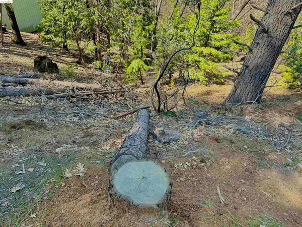 a view of a yard with a tree