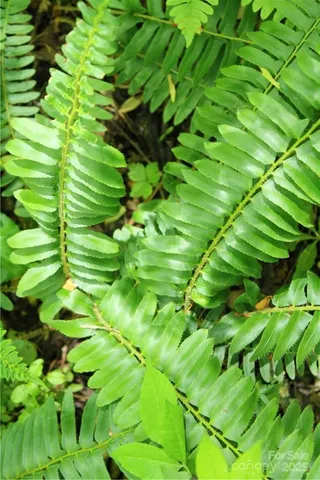 $80,000 | Tbd Greenyard Trail, Unit 2, Candler, NC 28715