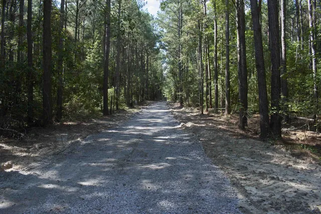 a view of a forest with trees in front of it