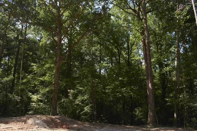 a view of a green field with lots of bushes