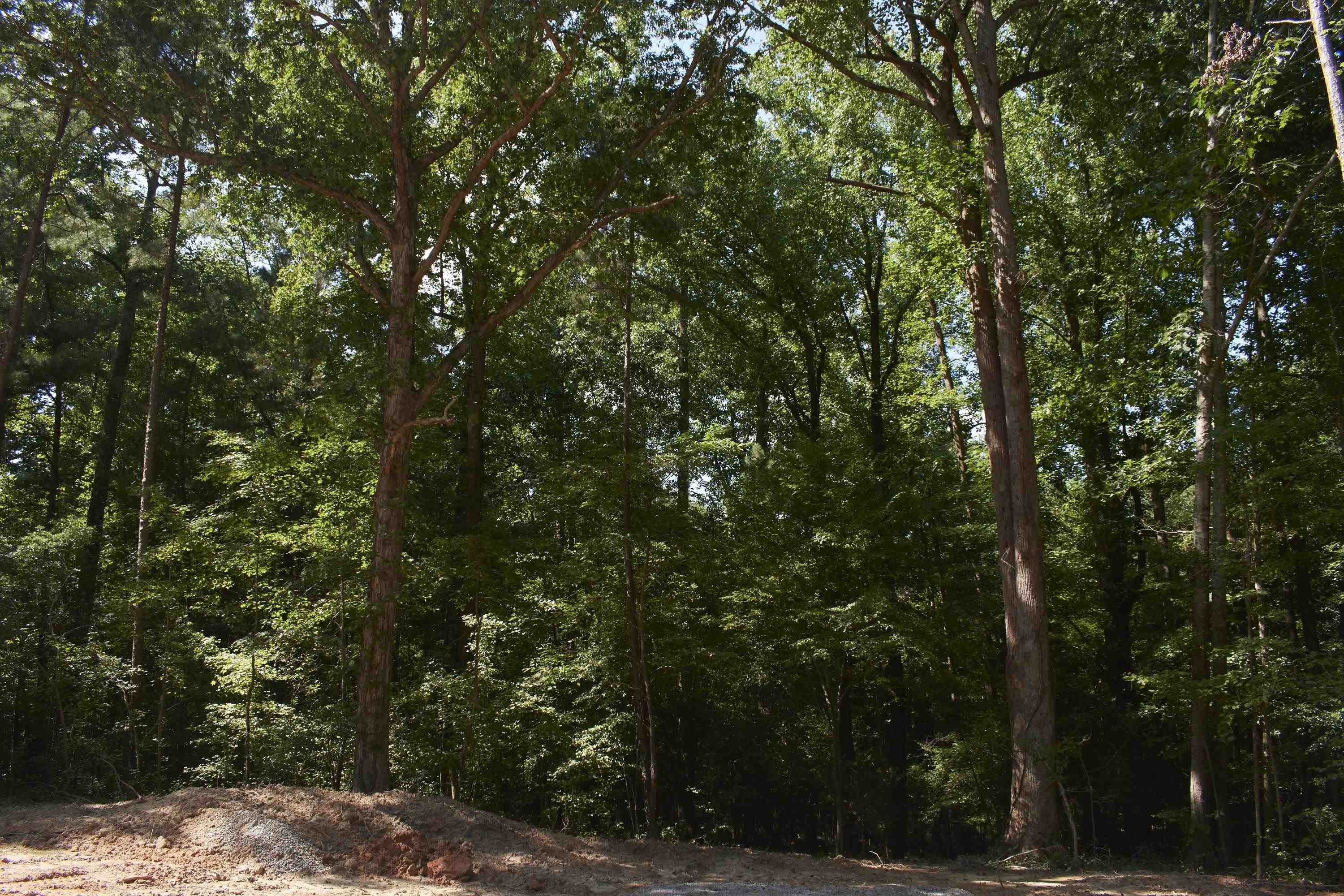 0 Vick Road Spring Hope, NC 27882 - Photo 7 of 9 a view of a forest with trees in front of it