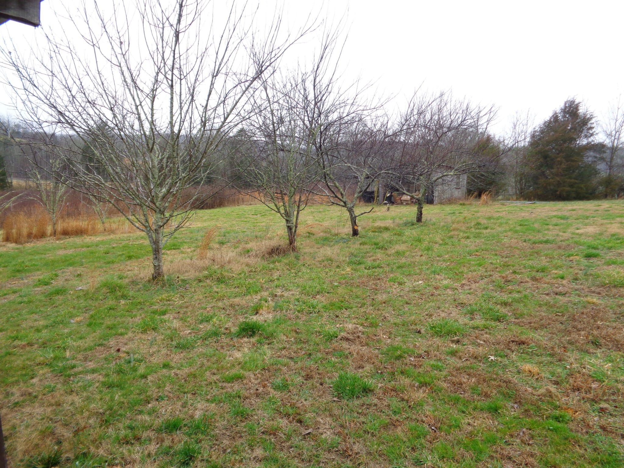 440 Stella Church Road Prospect, TN 38477 - Photo 13 of 18 a view of yard with trees