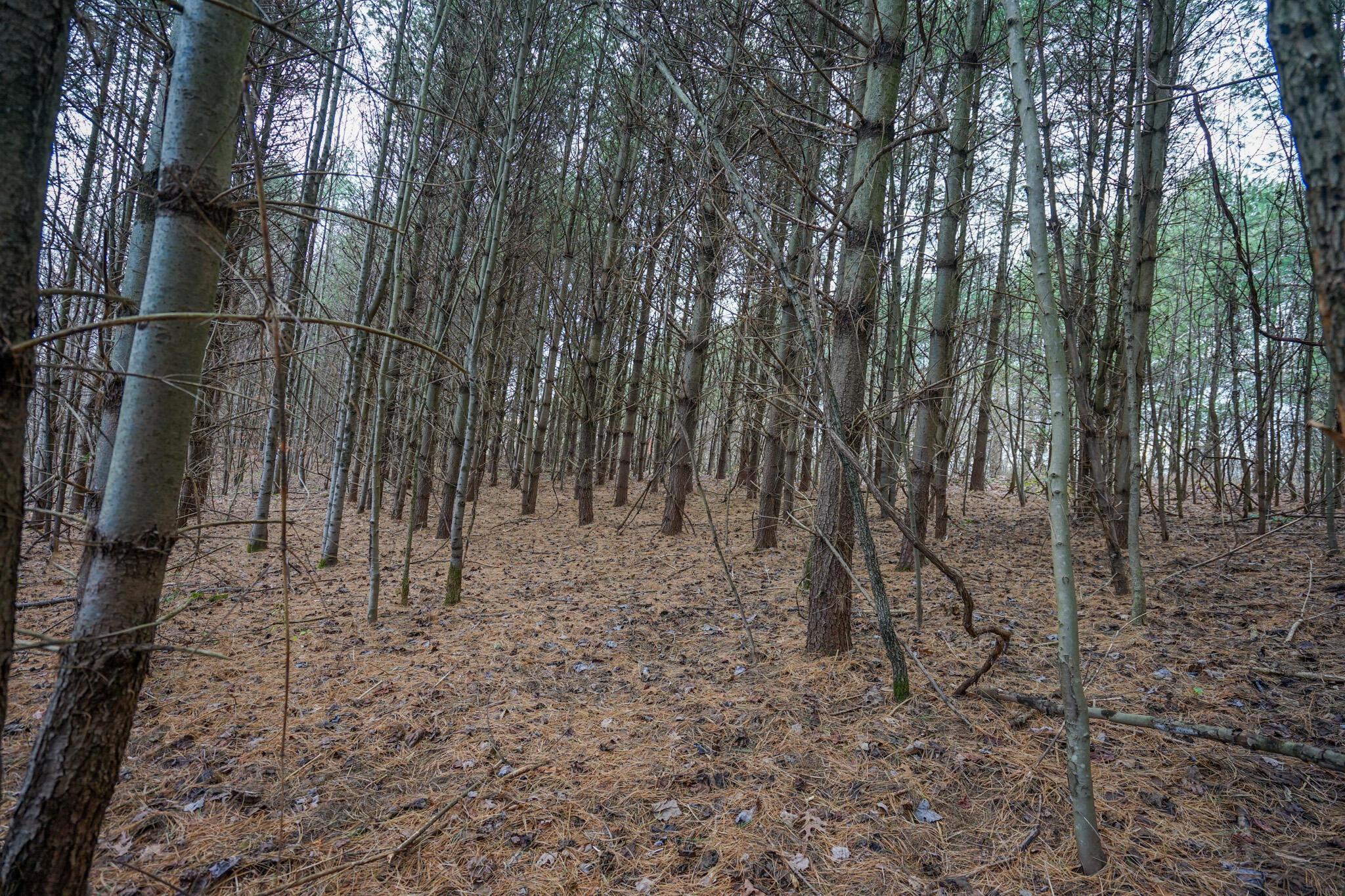 0 Fogle Road Caldwell, OH 43724 - Photo 23 of 42 DSC09907