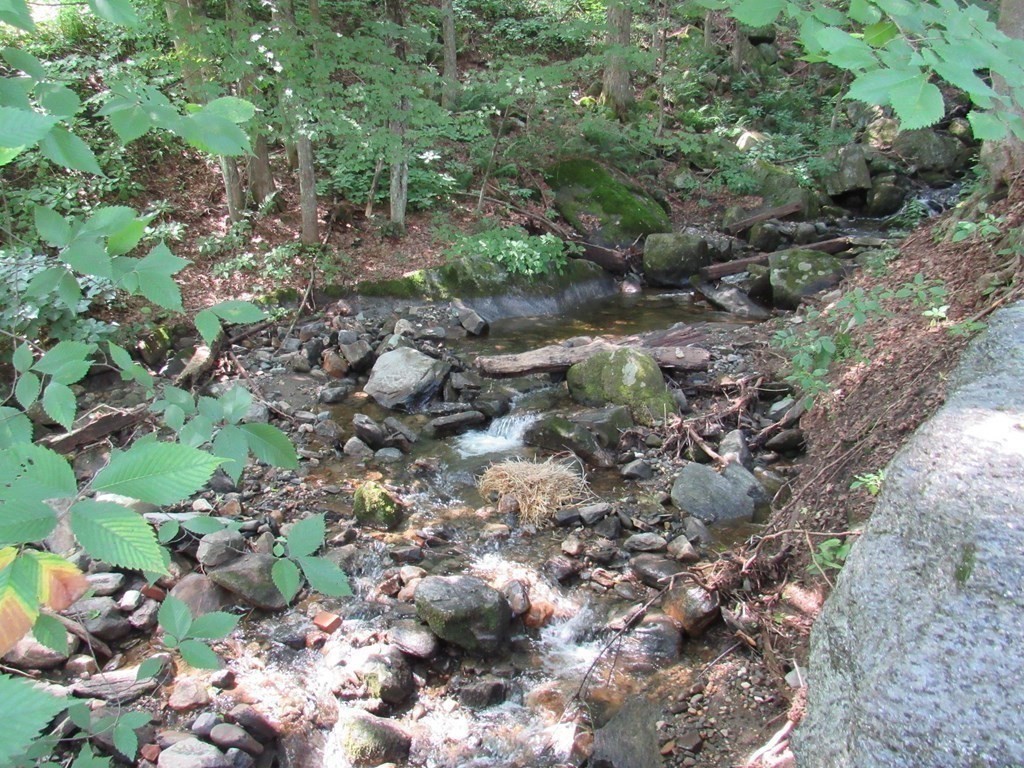 18 Blandford Hill Road Huntington, MA 01050 - Photo 27 of 33 a view of a forest with a tree