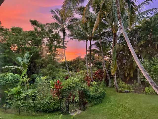 a view of a palm trees in a yard