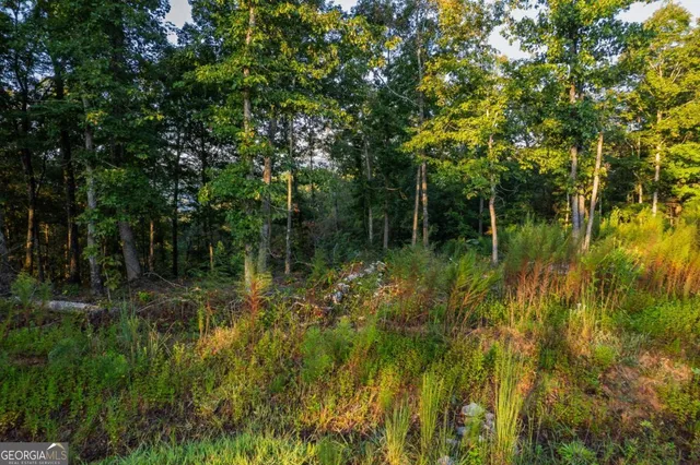 a view of a lake in a forest