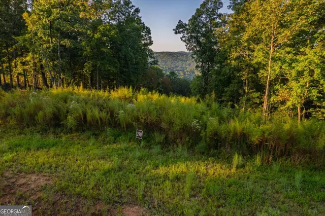 a view of a lush green forest