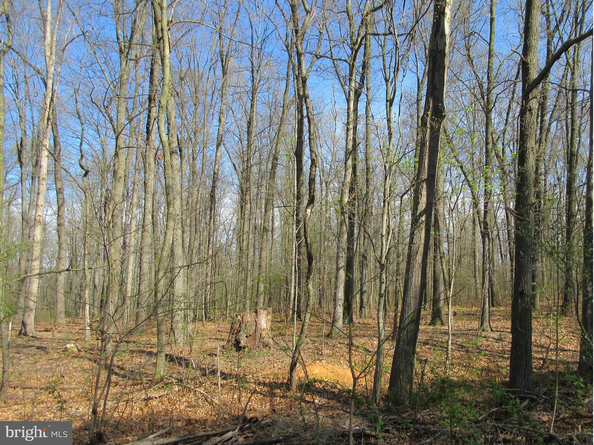 Old York Road White Hall, MD 21161 - Photo 4 of 9 WOODS