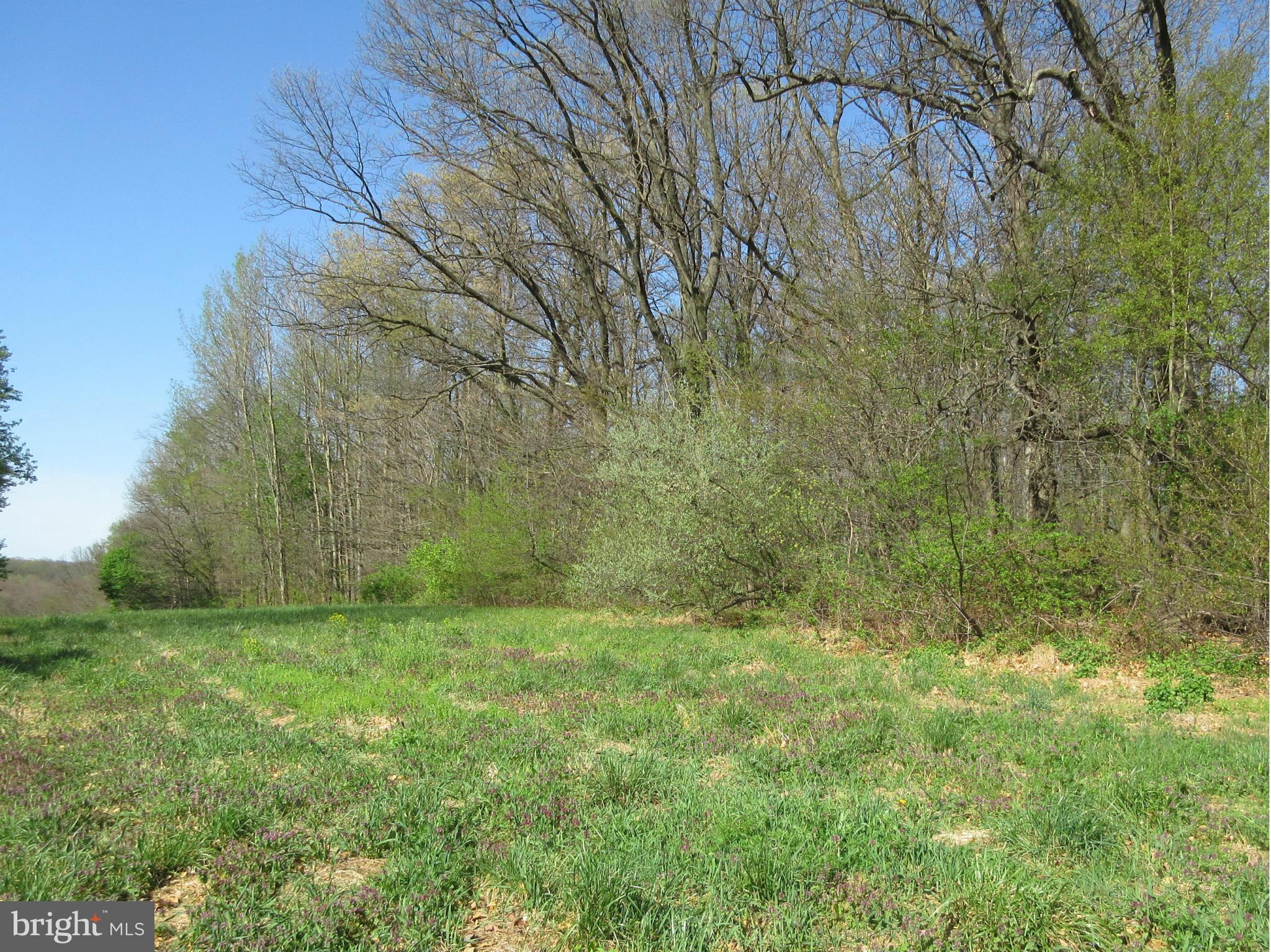 Old York Road White Hall, MD 21161 - Photo 8 of 9 CLEARING