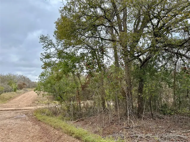 a view of a forest filled with trees