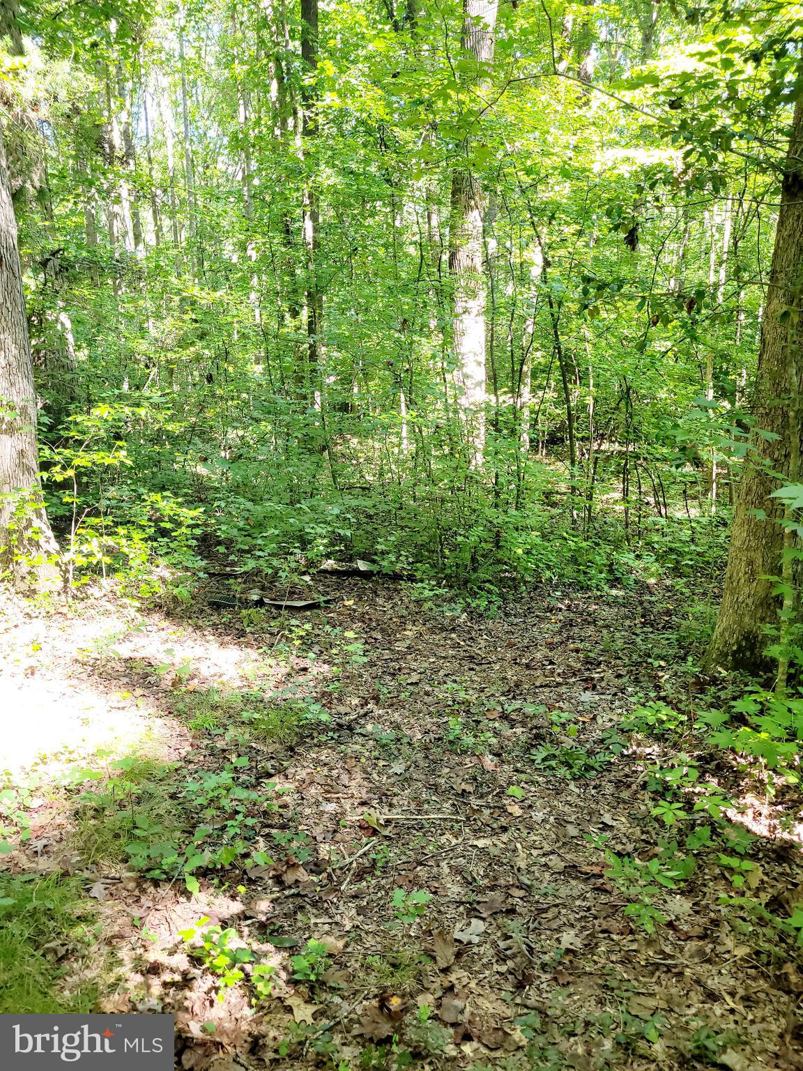 1 Rt Road Woodford, VA 22580 - Photo 8 of 9 Location of Old Home Site