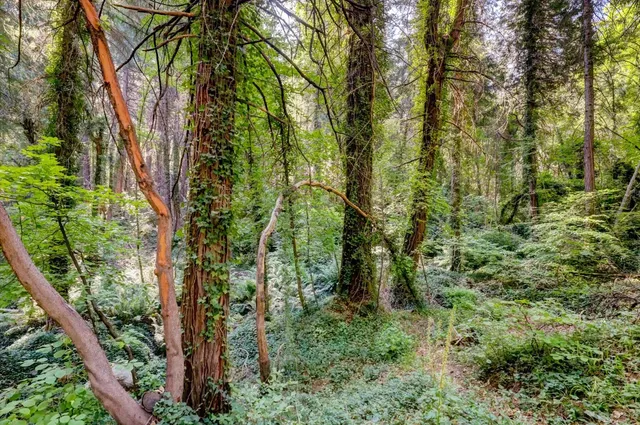 $798,000 | 11877 Incline Shaft Road, Nevada City, CA 95959