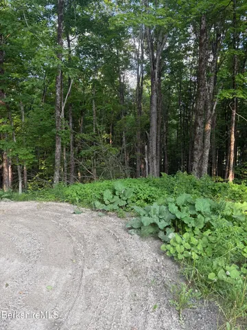 a view of a yard with plants and large trees