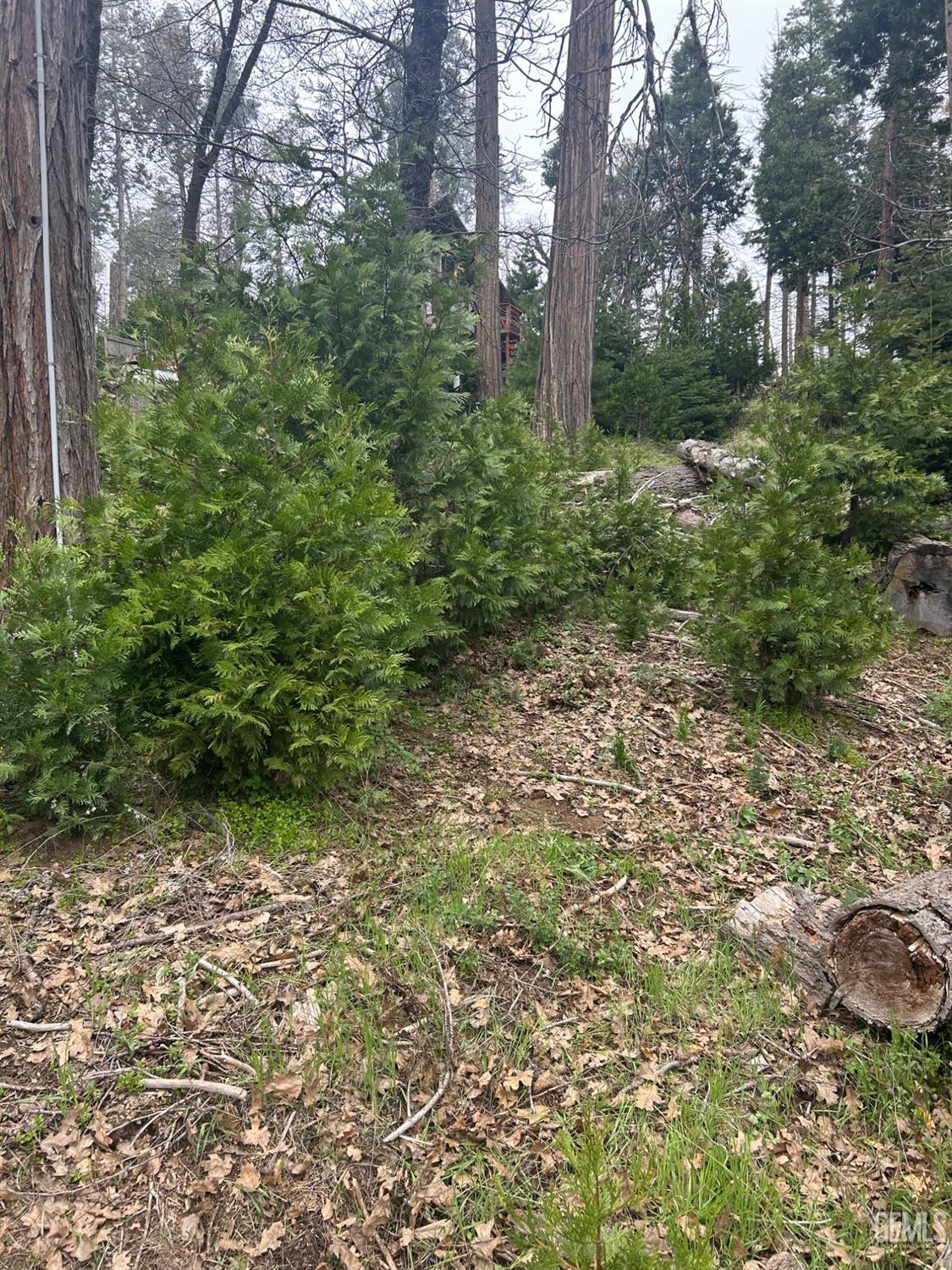 Undisclosed Address Posey, CA 93260 - Photo 20 of 20 a view of a yard with plants and large trees