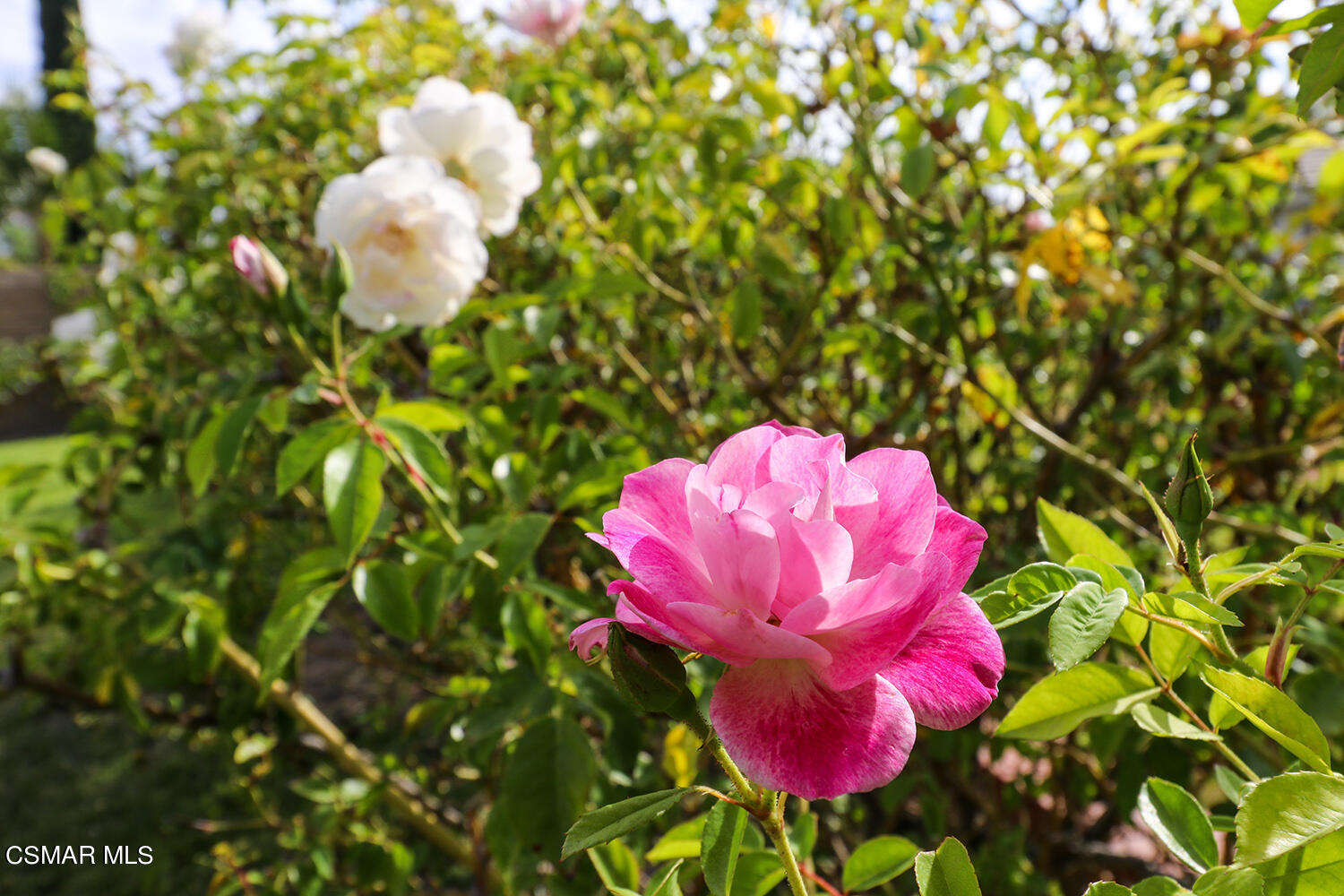 3053 Bianca Circle Simi Valley, CA 93063 - Photo 5 of 73 a view of a flower