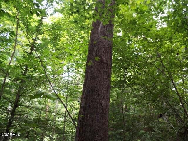 2 Four Mile Creek Road Deer Lodge, TN 37726 - Photo 11 of 13 20230731184342197516000000-o