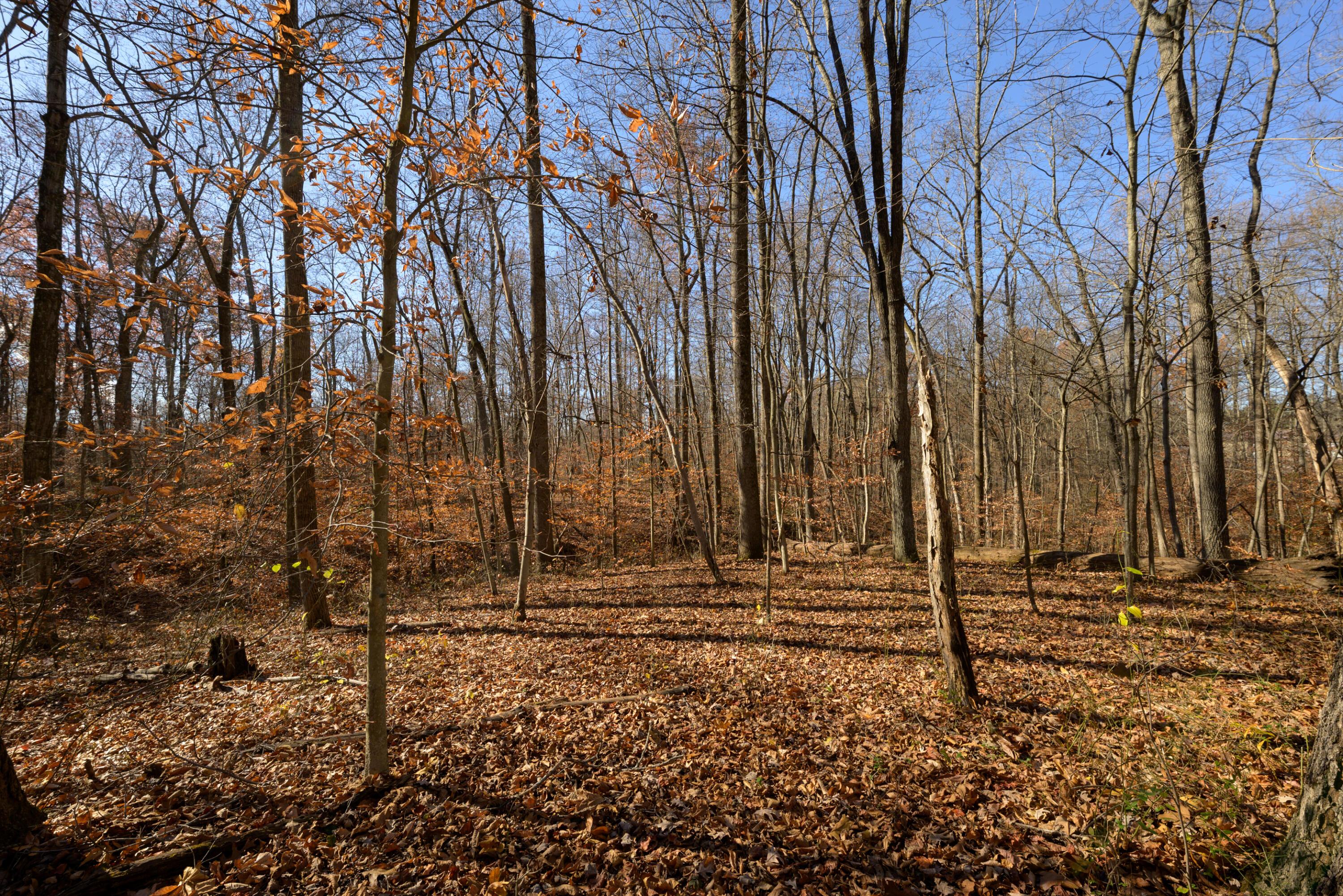 0 Morning Star Road Racine, OH 45771 - Photo 4 of 18 SPS_4151 (1)