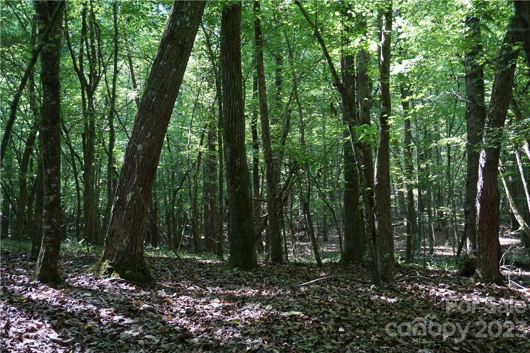 20-ac 20-ac Shillinglaw Road Sharon, SC 29742 - Photo 18 of 28 a view of forest