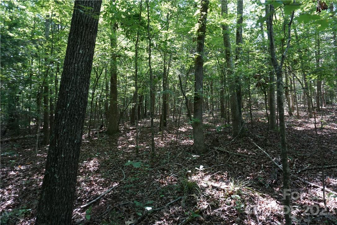 20-ac 20-ac Shillinglaw Road Sharon, SC 29742 - Photo 2 of 28 a view of forest
