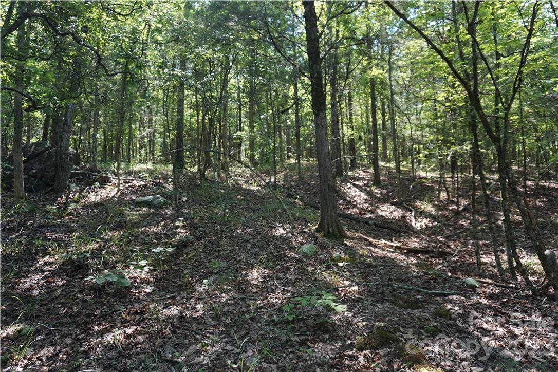 20-ac 20-ac Shillinglaw Road Sharon, SC 29742 - Photo 26 of 28 a view of a forest with trees in the background