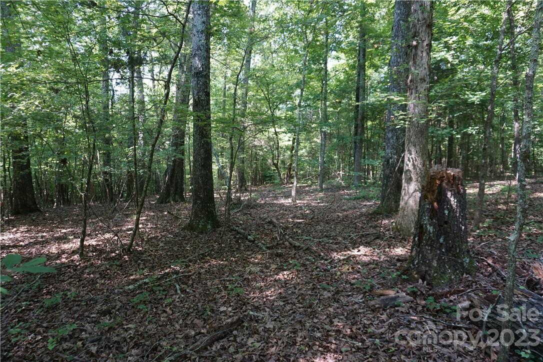 20-ac 20-ac Shillinglaw Road Sharon, SC 29742 - Photo 3 of 28 a view of a forest with trees in the background